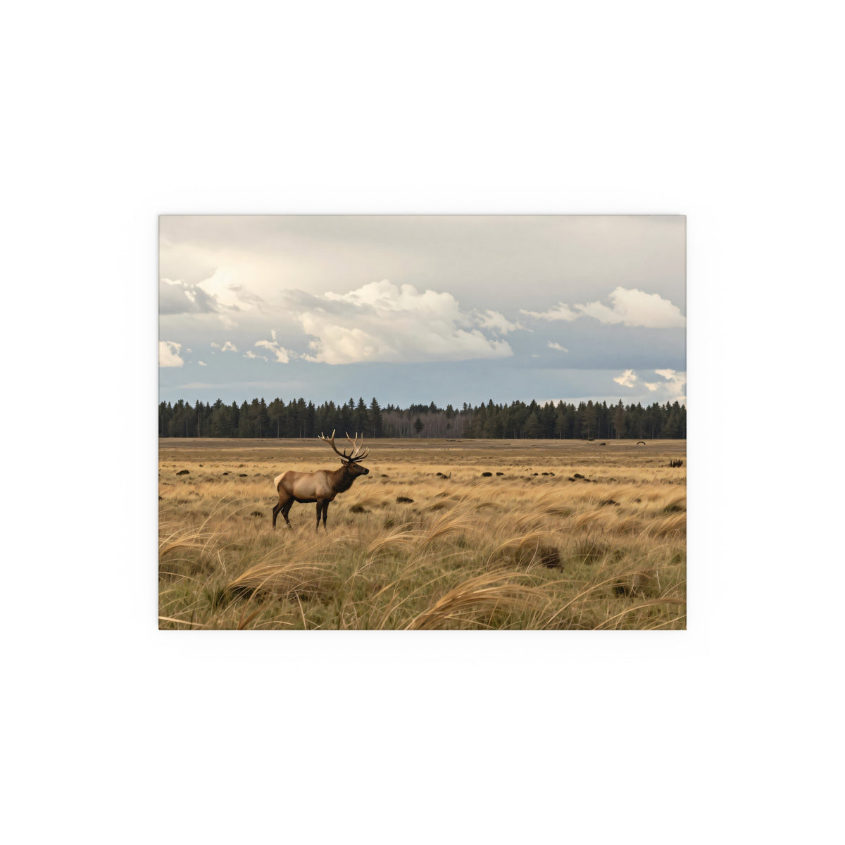 Ember Ascends Wildscape