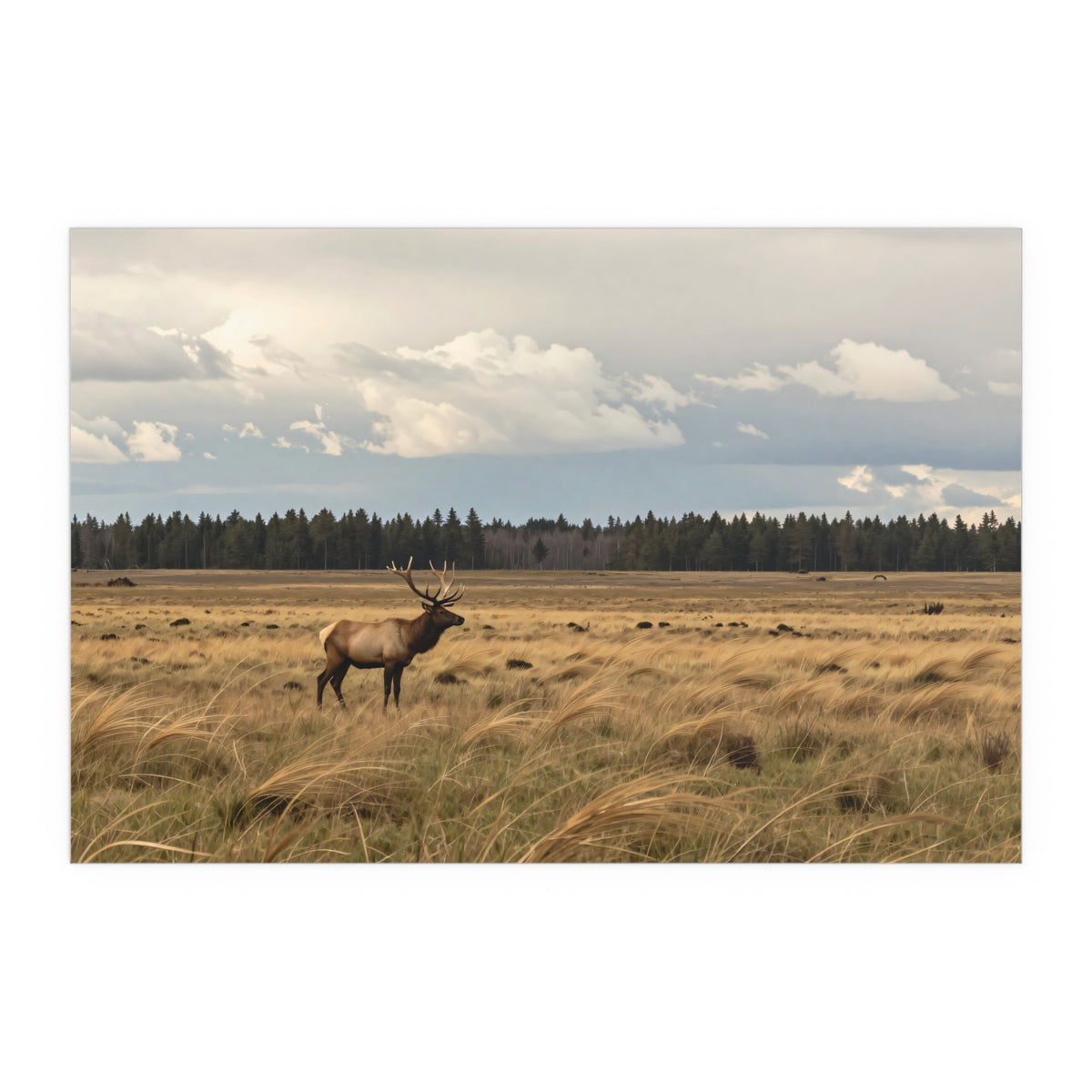 Ember Ascends Wildscape